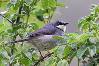 Witkeelprinia - Schistolais leucopogon